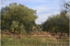 Оливковые плантации в Фронтейре
